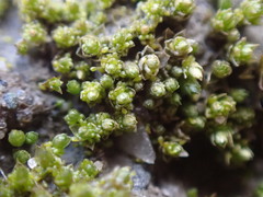 Bryum barnesii
