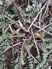 Pedicularis semibarbata charlestonensis