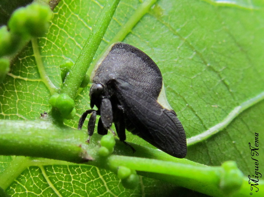 Membracis notulata