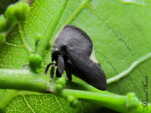 Membracis notulata
