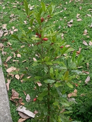 Synsepalum dulcificum