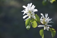 Amelanchier cusickii