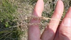 Sphenopholis intermedia