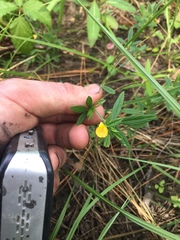 Stylosanthes biflora