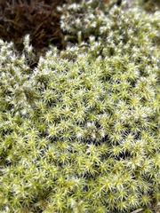 Bryopsida