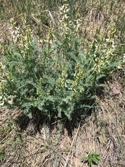 Astragalus drummondii