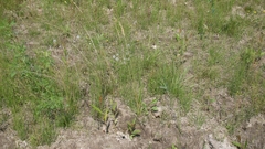 Sphenopholis intermedia