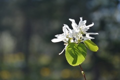 Amelanchier cusickii