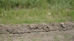 Sphenopholis intermedia