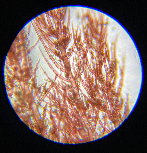 Hollenbergia subulata