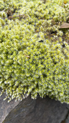 Bryopsida