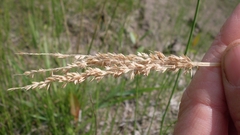 Sphenopholis intermedia