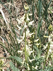 Astragalus drummondii