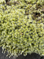 Bryopsida