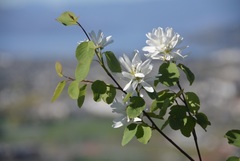 Amelanchier cusickii