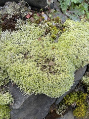 Bryopsida