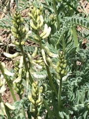 Astragalus drummondii