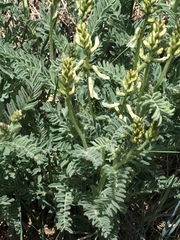 Astragalus drummondii