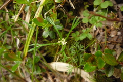 Chaerophyllum involucratum
