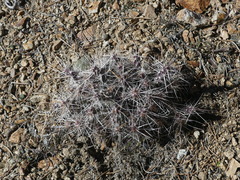 Micropuntia pulchella