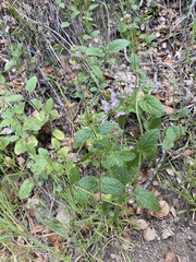 Stachys rigida rigida