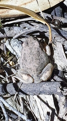 Limnodynastes dumerilii dumerilii