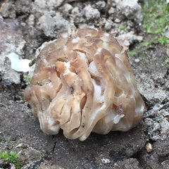 Morchella populiphila