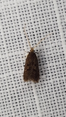 Lecithocera terrigena