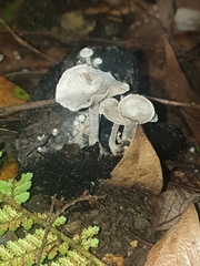 Asterophora mirabilis