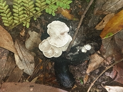 Asterophora mirabilis