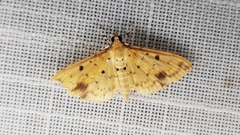 Herpetogramma cynaralis