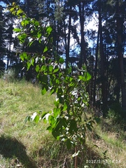 Eucalyptus fastigata