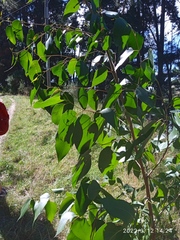 Eucalyptus fastigata