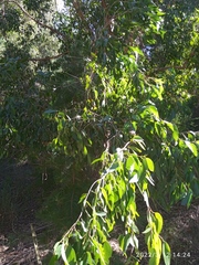 Eucalyptus fastigata