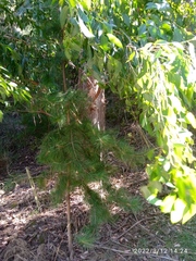 Eucalyptus fastigata