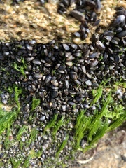 Brachidontes exustus