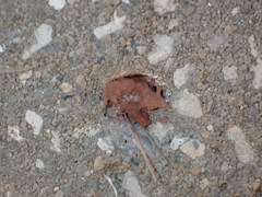 Euodynerus apopkensis