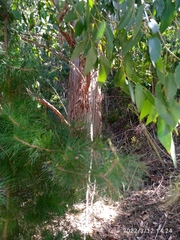 Eucalyptus fastigata