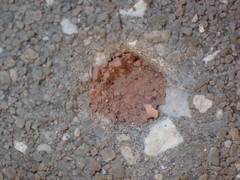 Euodynerus apopkensis