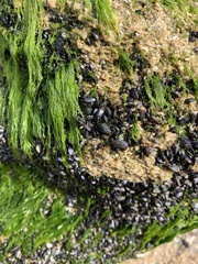 Brachidontes exustus