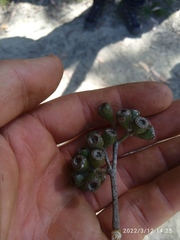 Eucalyptus fastigata