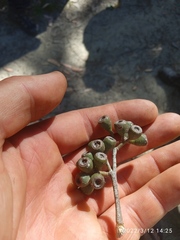 Eucalyptus fastigata