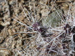 Micropuntia pulchella