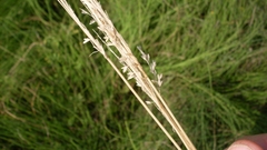 Sphenopholis intermedia