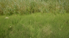 Sphenopholis intermedia