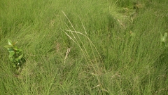 Sphenopholis intermedia