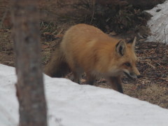Vulpes vulpes rubricosa