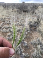 Elymus elymoides brevifolius