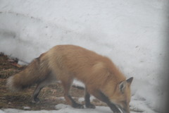 Vulpes vulpes rubricosa