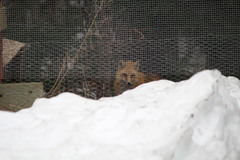 Vulpes vulpes rubricosa